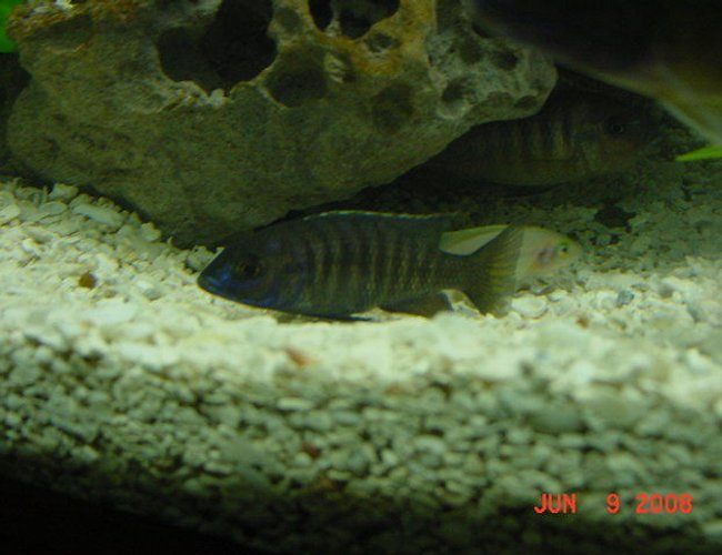freshwater fish - copadichromis chrysonotus - chrysonotus cichlid stocking in 75 gallons tank - Blue Chrysonatus Hanging on the Bottom freshwater fish - copadichromis chrysonotus - chrysonotus cichlid stocking in 75 gallons tank - Blue Chrysonatus Hanging on the Bottom