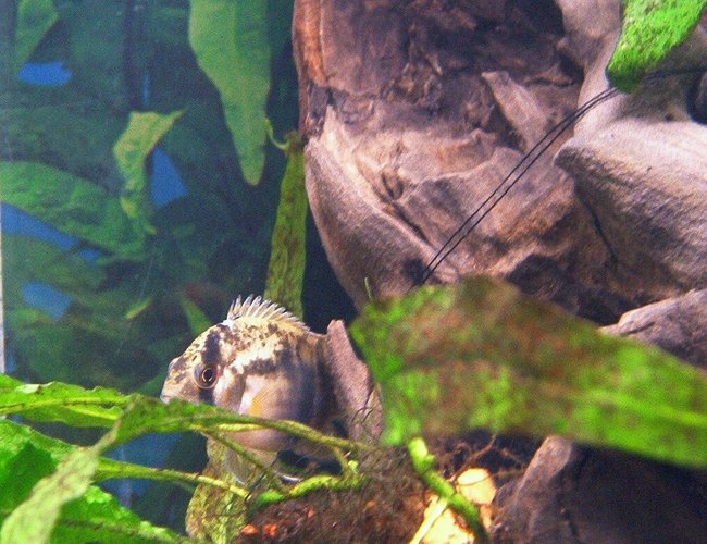 freshwater fish - cleithracara maronii - keyhole cichlid stocking in 55 gallons tank - Keyhole cichlid hididng freshwater fish - cleithracara maronii - keyhole cichlid stocking in 55 gallons tank - Keyhole cichlid hididng