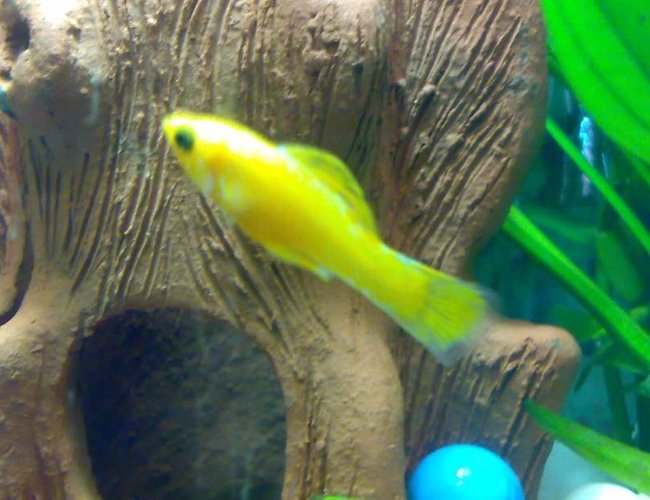 freshwater fish - poecilia latipinna - balloon molly stocking in 10 gallons tank - Yellow Molly freshwater fish - poecilia latipinna - balloon molly stocking in 10 gallons tank - Yellow Molly