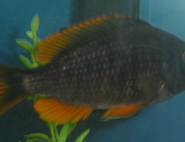 freshwater fish - copadichromis borleyi - yellowfin borleyi cichlid stocking in 75 gallons tank - Yellow Fin Borleyi - Female freshwater fish - copadichromis borleyi - yellowfin borleyi cichlid stocking in 75 gallons tank - Yellow Fin Borleyi - Female