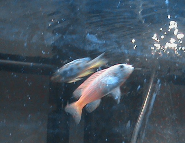 freshwater fish - pseudotropheus estherae - red zebra cichlid stocking in 29 gallons tank - red zebra chiclid. in my new chiclid tank. freshwater fish - pseudotropheus estherae - red zebra cichlid stocking in 29 gallons tank - red zebra chiclid. in my new chiclid tank.
