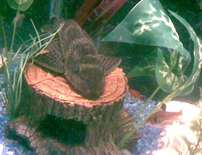 freshwater fish - glyptoperichthys gibbiceps - sailfin pleco (l-83) stocking in 125 gallons tank - A chillin plecostomus freshwater fish - glyptoperichthys gibbiceps - sailfin pleco (l-83) stocking in 125 gallons tank - A chillin plecostomus