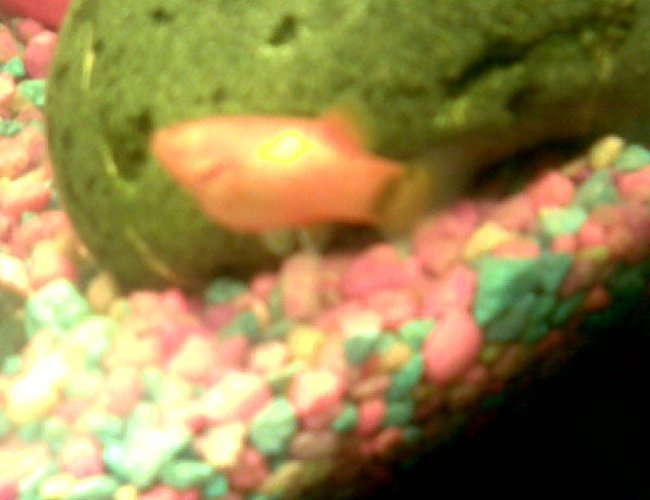 freshwater fish - xiphophorus maculatus - mickey mouse platy stocking in 125 gallons tank - one-eyed mickey mouse platy freshwater fish - xiphophorus maculatus - mickey mouse platy stocking in 125 gallons tank - one-eyed mickey mouse platy