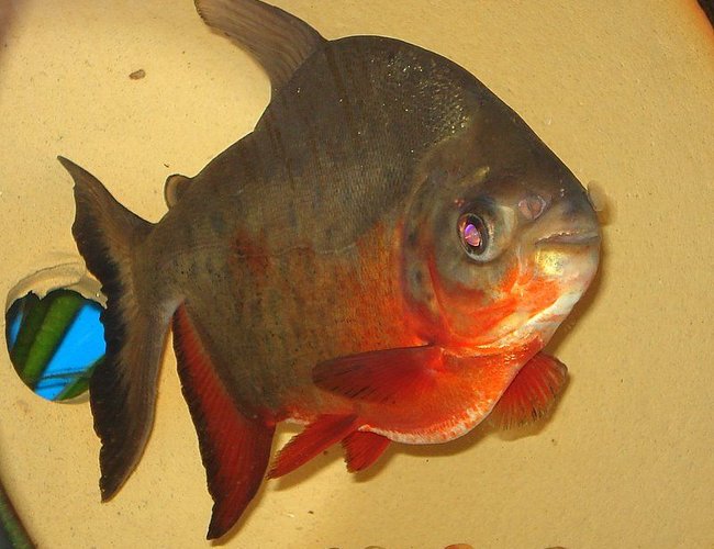 freshwater fish - piaractus brachypomum - red belly pacu stocking in 75 gallons tank - Pacu is now 7-8" long and loves to eat unsalted peanuts... freshwater fish - piaractus brachypomum - red belly pacu stocking in 75 gallons tank - Pacu is now 7-8" long and loves to eat unsalted peanuts...