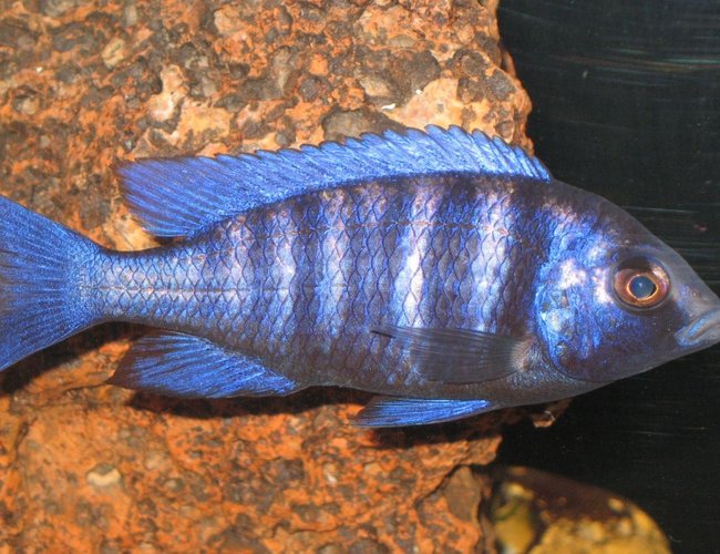 freshwater fish - sciaenochromis fryeri - electric blue hap stocking in 75 gallons tank - SCIAENOCHROMIS FRYERI (ELECTRIC BLUE HAP CICHLID) freshwater fish - sciaenochromis fryeri - electric blue hap stocking in 75 gallons tank - SCIAENOCHROMIS FRYERI (ELECTRIC BLUE HAP CICHLID)