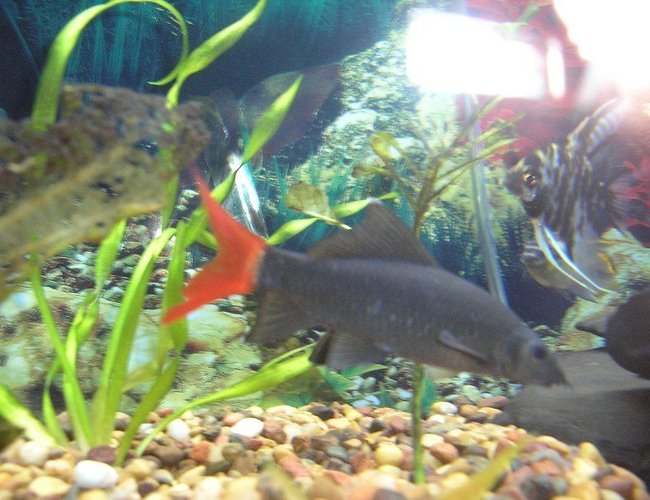 freshwater fish - epalzeorhynchos bicolor - redtail shark stocking in 110 gallons tank - Red Tail Shark , Black marble Angel freshwater fish - epalzeorhynchos bicolor - redtail shark stocking in 110 gallons tank - Red Tail Shark , Black marble Angel