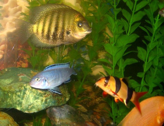 freshwater fish - botia macracantha - clown loach stocking in 50 gallons tank - Clown loach in the company of Severum, Red zebra, blue pindani and golden severum freshwater fish - botia macracantha - clown loach stocking in 50 gallons tank - Clown loach in the company of Severum, Red zebra, blue pindani and golden severum