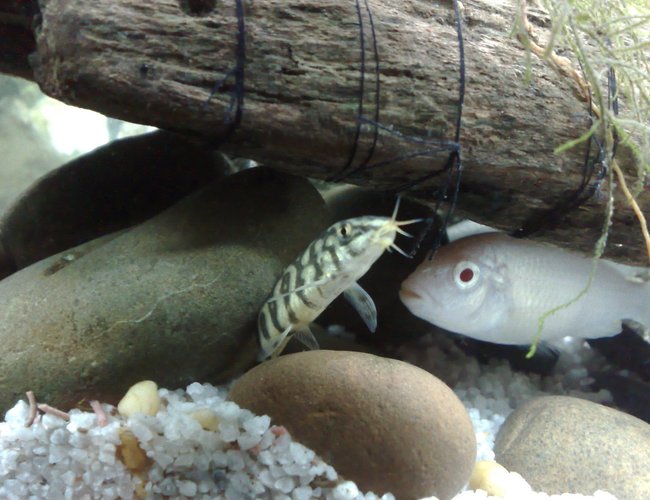 freshwater fish - albino socolofi - pseudotropheus socolofi (albino) stocking in 20 gallons tank - albino cichlid and loach freshwater fish - albino socolofi - pseudotropheus socolofi (albino) stocking in 20 gallons tank - albino cichlid and loach