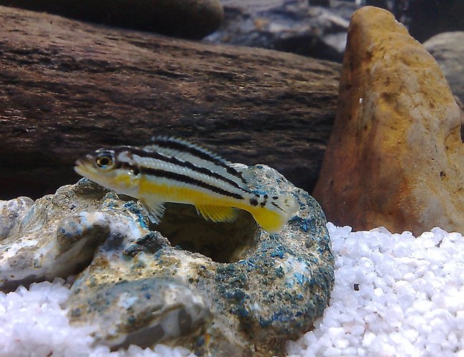 freshwater fish - melanochromis auratus - auratus cichlid stocking in 20 gallons tank - cichlid freshwater fish - melanochromis auratus - auratus cichlid stocking in 20 gallons tank - cichlid