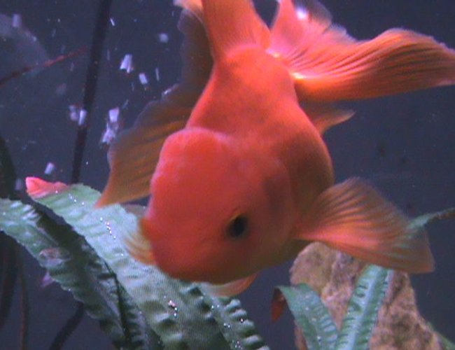 freshwater fish - carassius auratus - telescope goldfish stocking in 27 gallons tank - Erin freshwater fish - carassius auratus - telescope goldfish stocking in 27 gallons tank - Erin