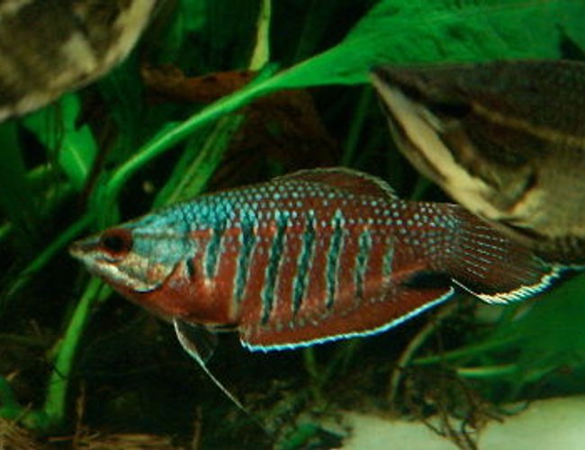 freshwater fish - sphaerichthys vaillanti - samurai gourami stocking in 999 gallons tank - sphaeichthys vaillanti - samurai gourami (female in breeding garb) freshwater fish - sphaerichthys vaillanti - samurai gourami stocking in 999 gallons tank - sphaeichthys vaillanti - samurai gourami (female in breeding garb)