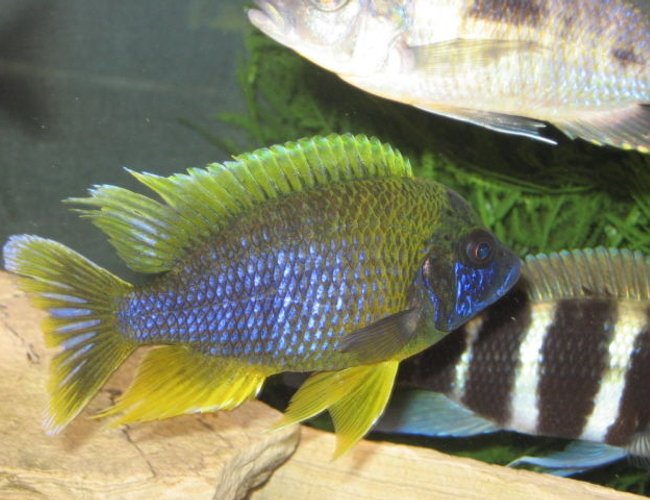 freshwater fish - aulonocara mamelela - lemon jake stocking in 125 gallons tank - LEMON JAKE freshwater fish - aulonocara mamelela - lemon jake stocking in 125 gallons tank - LEMON JAKE