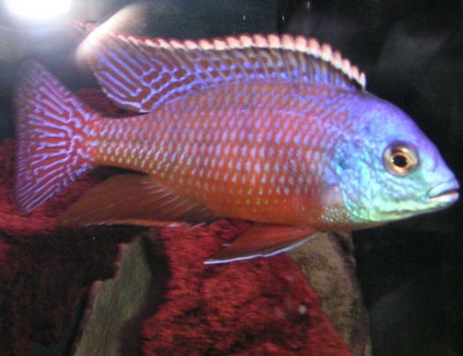 freshwater fish - protomelas taeniolatus - red empress stocking in 125 gallons tank - RED EMPRESS freshwater fish - protomelas taeniolatus - red empress stocking in 125 gallons tank - RED EMPRESS