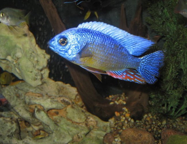 freshwater fish - protomelas steveni - taiwan reef stocking in 125 gallons tank - Taiwan Reef freshwater fish - protomelas steveni - taiwan reef stocking in 125 gallons tank - Taiwan Reef