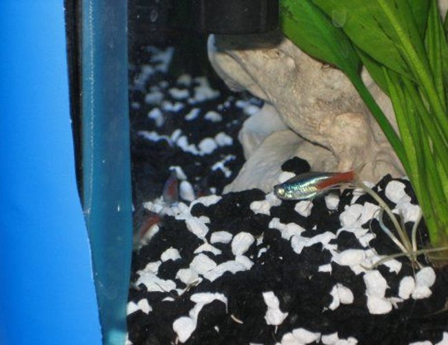 freshwater fish - paracheirodon innesi - neon tetra jumbo stocking in 20 gallons tank - The only neon that would sit still for a picture =p freshwater fish - paracheirodon innesi - neon tetra jumbo stocking in 20 gallons tank - The only neon that would sit still for a picture =p