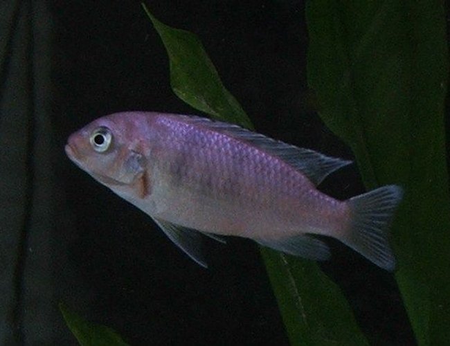 freshwater fish - metriaclima lombardoi - kenyi cichlid stocking in 30 gallons tank - Kenyi Cichlid (Pseudotropheus Lombardoi) - Young Female 3.2" freshwater fish - metriaclima lombardoi - kenyi cichlid stocking in 30 gallons tank - Kenyi Cichlid (Pseudotropheus Lombardoi) - Young Female 3.2"