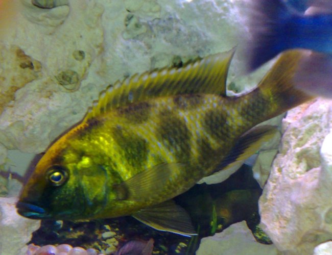 freshwater fish - nimbochromis venustus - venustus cichlid stocking in 46 gallons tank - Beautiful Venustus with a little sprinkle of blue on his body as you can see. freshwater fish - nimbochromis venustus - venustus cichlid stocking in 46 gallons tank - Beautiful Venustus with a little sprinkle of blue on his body as you can see.