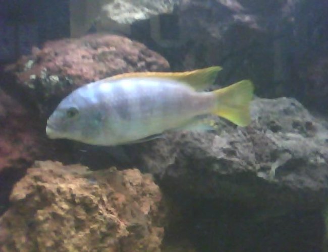 freshwater fish - haplochromis sp. 44 - red tail stocking in 60 gallons tank - big daddy freshwater fish - haplochromis sp. 44 - red tail stocking in 60 gallons tank - big daddy