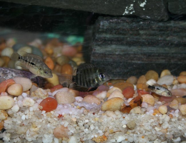 freshwater fish - herichthys carpinte - green texas cichlid stocking in 55 gallons tank - Baby texas cichlid chasing a baby green severum chasing a baby texas cichlid! choo choo!! freshwater fish - herichthys carpinte - green texas cichlid stocking in 55 gallons tank - Baby texas cichlid chasing a baby green severum chasing a baby texas cichlid! choo choo!!