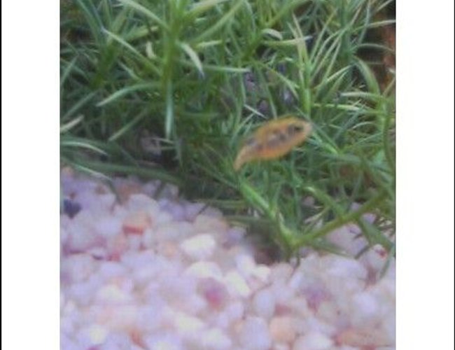 freshwater fish - carinotetraodon travancoricus - dwarf puffer stocking in 46 gallons tank - Dwarf Puffer Resting freshwater fish - carinotetraodon travancoricus - dwarf puffer stocking in 46 gallons tank - Dwarf Puffer Resting
