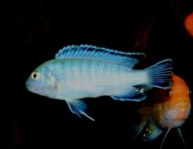 freshwater fish - pseudotropheus socolofi - powder blue cichlid stocking in 120 gallons tank - Pseudotropheus socolofi freshwater fish - pseudotropheus socolofi - powder blue cichlid stocking in 120 gallons tank - Pseudotropheus socolofi