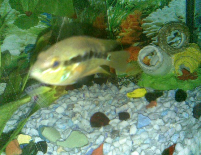 freshwater fish - hypsophrys nicaraguensis - nicaragua cichlid stocking in 55 gallons tank - Firemouth freshwater fish - hypsophrys nicaraguensis - nicaragua cichlid stocking in 55 gallons tank - Firemouth