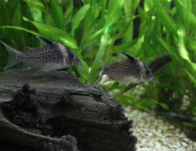 freshwater fish - corydoras sp. - false julii cory cat stocking in 350 gallons tank - Corydoras sp. freshwater fish - corydoras sp. - false julii cory cat stocking in 350 gallons tank - Corydoras sp.