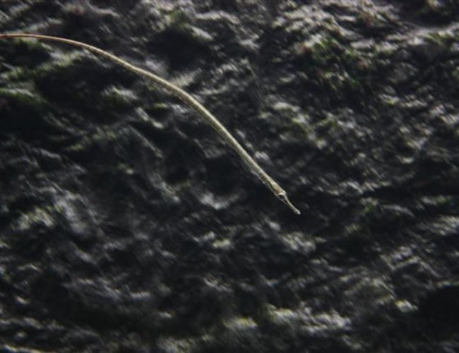 freshwater fish - syngnathus acus - pipefish stocking in 350 gallons tank - it's a freshwater version of syngnathus (family of the seahorse) freshwater fish - syngnathus acus - pipefish stocking in 350 gallons tank - it's a freshwater version of syngnathus (family of the seahorse)
