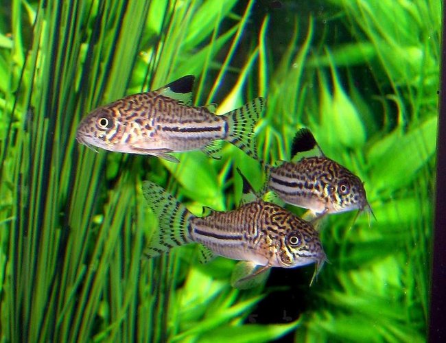 freshwater fish - corydoras sp. - false julii cory cat stocking in 10 gallons tank - Three of my Julii Corydoras. Busy little guys, tough to catch 3 of them being still! freshwater fish - corydoras sp. - false julii cory cat stocking in 10 gallons tank - Three of my Julii Corydoras. Busy little guys, tough to catch 3 of them being still!