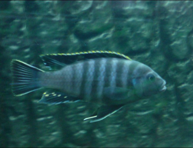 freshwater fish - pseudotropheus elongatus - elongate mbuna stocking in 64 gallons tank - Black Eastern Malawi freshwater fish - pseudotropheus elongatus - elongate mbuna stocking in 64 gallons tank - Black Eastern Malawi