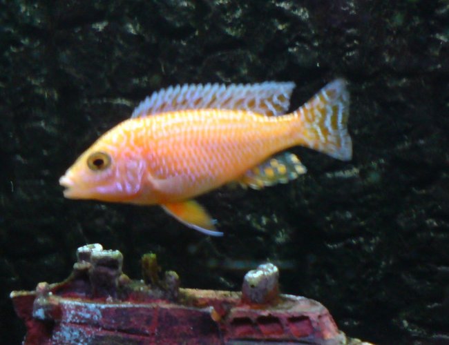 freshwater fish - aulonocara sp. - dragon blood peacock stocking in 64 gallons tank - Unknown, but beautiful freshwater fish - aulonocara sp. - dragon blood peacock stocking in 64 gallons tank - Unknown, but beautiful