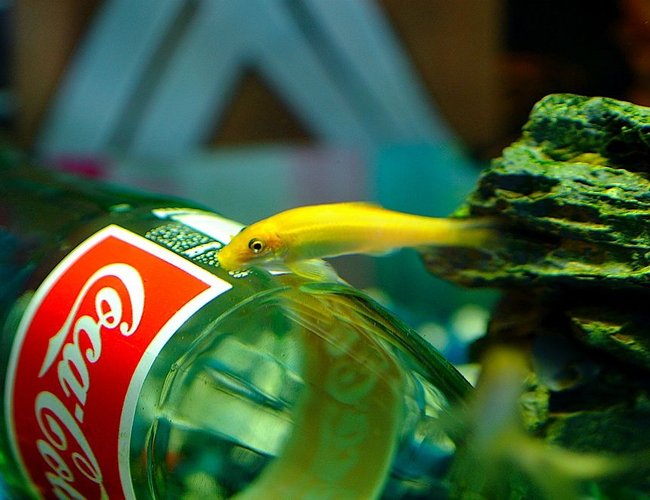 freshwater fish - gyrinocheilos aymonieri - gold algae eater stocking in 50 gallons tank - Skwisgaar Skwigelf the 2" Gold Algae Eater freshwater fish - gyrinocheilos aymonieri - gold algae eater stocking in 50 gallons tank - Skwisgaar Skwigelf the 2" Gold Algae Eater