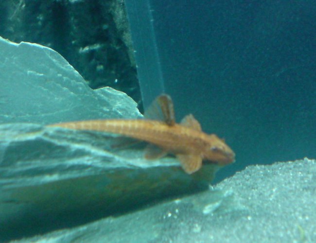 freshwater fish - rineloricaria fallax - whiptail pleco stocking in 64 gallons tank - Whiptail freshwater fish - rineloricaria fallax - whiptail pleco stocking in 64 gallons tank - Whiptail