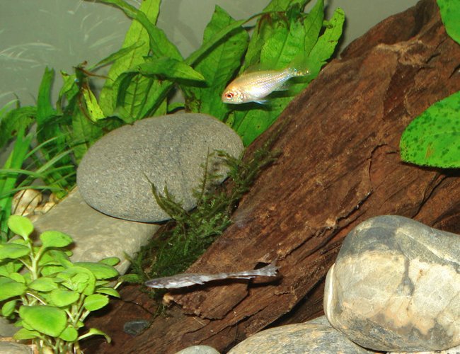 freshwater fish - papiliochromis ramirezi - german gold ram stocking in 5 gallons tank - Louie & Bob (gettin froggy)
(German Gold Ram & African Dwarf Frog respectively) freshwater fish - papiliochromis ramirezi - german gold ram stocking in 5 gallons tank - Louie & Bob (gettin froggy)
(German Gold Ram & African Dwarf Frog respectively)