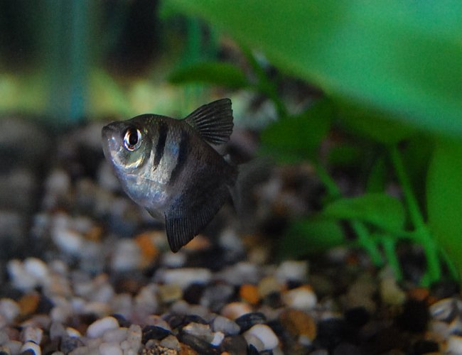 freshwater fish - gymnocorymbus sp. - black skirt tetra stocking in 29 gallons tank - Black Tetra freshwater fish - gymnocorymbus sp. - black skirt tetra stocking in 29 gallons tank - Black Tetra