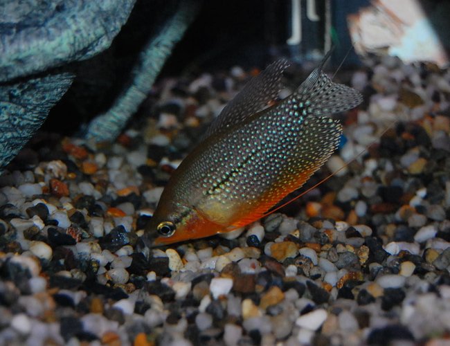 freshwater fish - trichogaster leeri - pearl gourami stocking in 29 gallons tank - Pearl Gourami freshwater fish - trichogaster leeri - pearl gourami stocking in 29 gallons tank - Pearl Gourami