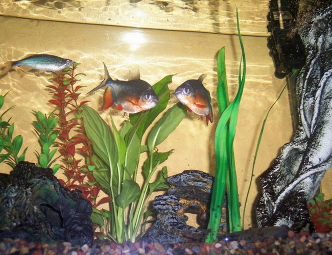 freshwater fish - piaractus brachypomum - red belly pacu stocking in 55 gallons tank - Here are my two Red Bellied Pacus. freshwater fish - piaractus brachypomum - red belly pacu stocking in 55 gallons tank - Here are my two Red Bellied Pacus.