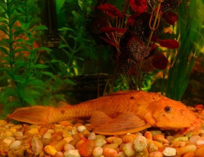 freshwater fish - glyptoperichthys gibbiceps - sailfin pleco (l-83) stocking in 50 gallons tank - Toki Wartooth the 12" Albino Sailfin Pleco freshwater fish - glyptoperichthys gibbiceps - sailfin pleco (l-83) stocking in 50 gallons tank - Toki Wartooth the 12" Albino Sailfin Pleco