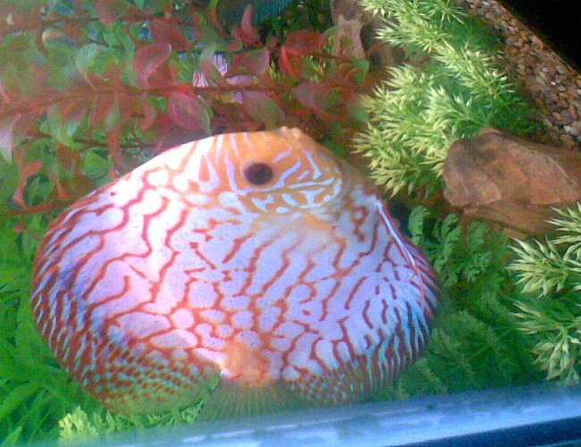 freshwater fish - symphysodon sp. - blue panda discus stocking in 75 gallons tank - THIS IS A PIC OF ONE OF MY BREEDING PAIRS OF BLUE PANDAS. I VE SOLD IT SINCE AND WILL UPLOAD A NEW PIC OF MY TANK SOON freshwater fish - symphysodon sp. - blue panda discus stocking in 75 gallons tank - THIS IS A PIC OF ONE OF MY BREEDING PAIRS OF BLUE PANDAS. I VE SOLD IT SINCE AND WILL UPLOAD A NEW PIC OF MY TANK SOON