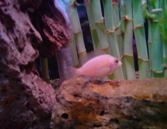 freshwater fish - sciaenochromis fryeri albino - albino electric blue cichlid stocking in 160 gallons tank - Electric Albeno Cichlid freshwater fish - sciaenochromis fryeri albino - albino electric blue cichlid stocking in 160 gallons tank - Electric Albeno Cichlid