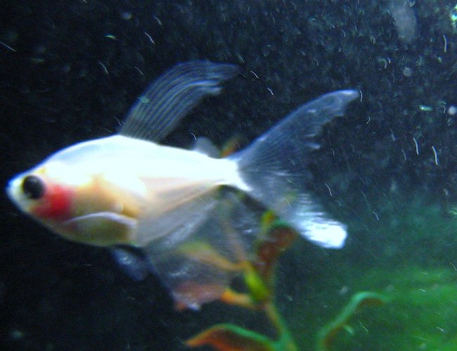 freshwater fish - paracheirodon innesi - gold neon tetra stocking in 29 gallons tank - Mystery Fish, comment if you think you know what the heck he is. freshwater fish - paracheirodon innesi - gold neon tetra stocking in 29 gallons tank - Mystery Fish, comment if you think you know what the heck he is.