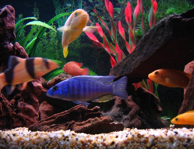 freshwater fish - sciaenochromis ahli - electric blue cichlid stocking in 75 gallons tank - (Left to right) Clown Loach, Electric Blue, Red Forest Jewel, Hajomaylandi, Red Zebra & Leleupi. freshwater fish - sciaenochromis ahli - electric blue cichlid stocking in 75 gallons tank - (Left to right) Clown Loach, Electric Blue, Red Forest Jewel, Hajomaylandi, Red Zebra & Leleupi.