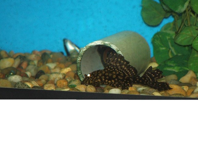 freshwater fish - glyptoperichthys gibbiceps - sailfin pleco (l-83) stocking in 110 gallons tank - Asian Spotted Pleco freshwater fish - glyptoperichthys gibbiceps - sailfin pleco (l-83) stocking in 110 gallons tank - Asian Spotted Pleco