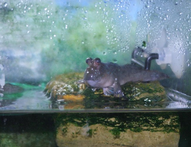 freshwater fish - periophthalmus modestus - mudskipper stocking in 110 gallons tank - Mud Skipper freshwater fish - periophthalmus modestus - mudskipper stocking in 110 gallons tank - Mud Skipper
