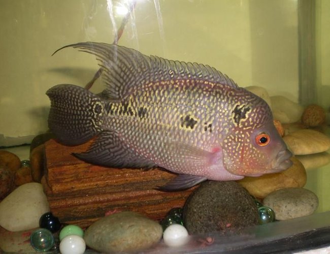 freshwater fish - cichlasoma sp. - flower horn cichlid stocking in 25 gallons tank - Can anyone tell me whether my FlowerHorn will grow big in size and whether it is pure breed or not? This is now 6 months old. freshwater fish - cichlasoma sp. - flower horn cichlid stocking in 25 gallons tank - Can anyone tell me whether my FlowerHorn will grow big in size and whether it is pure breed or not? This is now 6 months old.