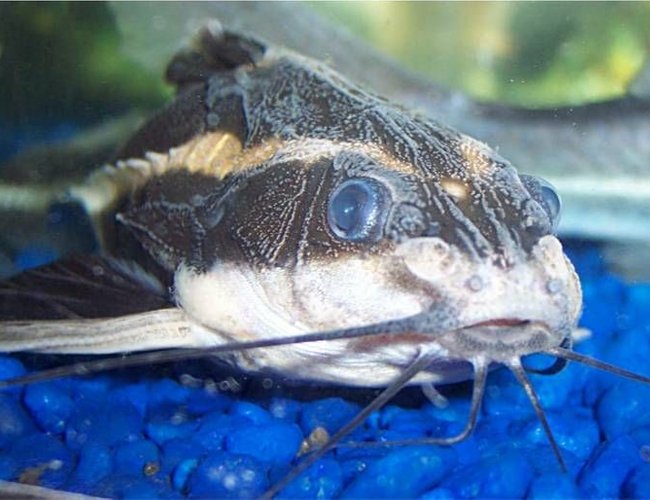 freshwater fish - platydoras costatus - striped raphael catfish stocking in 72 gallons tank - Striped Raphael Catfish, Platydoras Costatus freshwater fish - platydoras costatus - striped raphael catfish stocking in 72 gallons tank - Striped Raphael Catfish, Platydoras Costatus