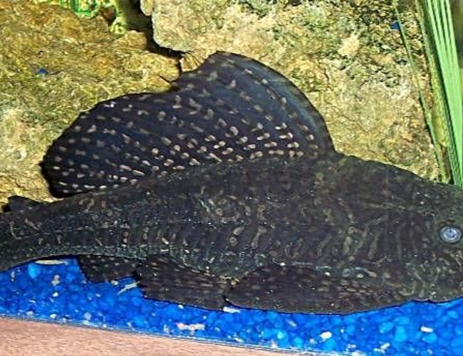 freshwater fish - glyptoperichthys gibbiceps - sailfin pleco (l-83) stocking in 72 gallons tank - Pleco freshwater fish - glyptoperichthys gibbiceps - sailfin pleco (l-83) stocking in 72 gallons tank - Pleco