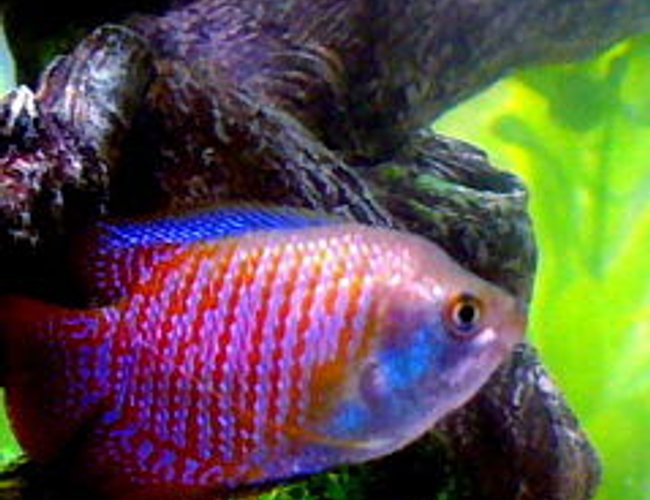 freshwater fish - colisa lalia - dwarf gourami stocking in 10 gallons tank - Julius, the Dwarf Gourami freshwater fish - colisa lalia - dwarf gourami stocking in 10 gallons tank - Julius, the Dwarf Gourami