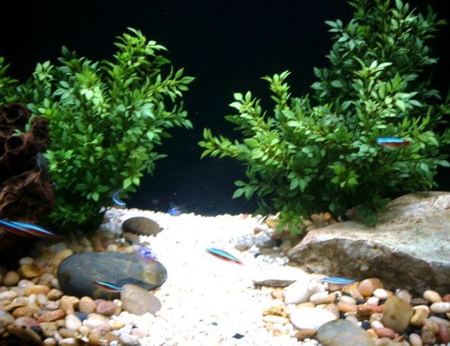 freshwater fish - paracheirodon innesi - neon tetra jumbo stocking in 55 gallons tank - Riverbed freshwater fish - paracheirodon innesi - neon tetra jumbo stocking in 55 gallons tank - Riverbed
