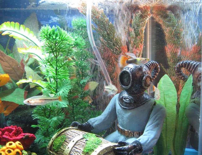 freshwater fish - pristella maxillaris - gold pristella tetra stocking in 10 gallons tank - Deep Sea Diver with Treasure Chest (Our kids call him Cyclops) :) freshwater fish - pristella maxillaris - gold pristella tetra stocking in 10 gallons tank - Deep Sea Diver with Treasure Chest (Our kids call him Cyclops) :)
